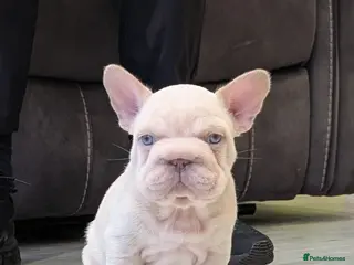 French Bulldog dogs Beautiful health clear French bulldogs - Advert 6