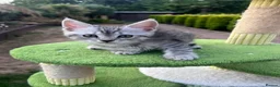 British Shorthair cats for sale: ❤️British shorthair Fold&Maine Coon ❤️ - Advert 6