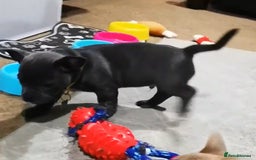 Mixed Breed dogs for sale: French Bulldog and Chihuahua Cross - Image 7