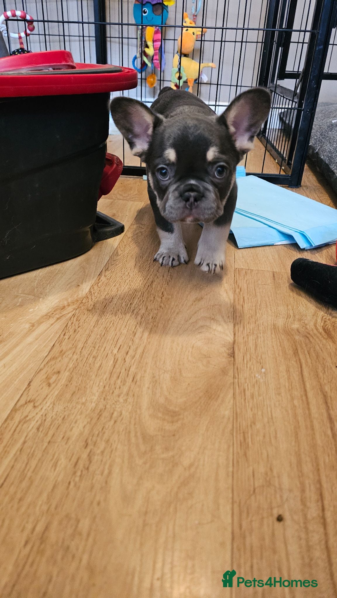 French Bulldog dogs Beautiful frenchies ready now - Advert 15