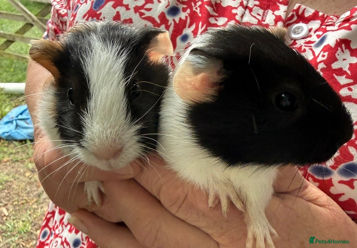 Guinea Pig rodents 2 x Boy Guinea Pigs - Advert 2