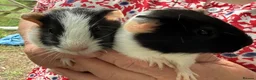 Guinea Pig rodents for sale: 2 x Boy Guinea Pigs - Advert 1