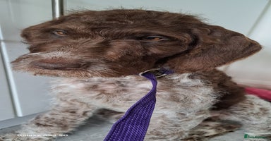Mixed Breed dogs in Cumnock - Advert 1