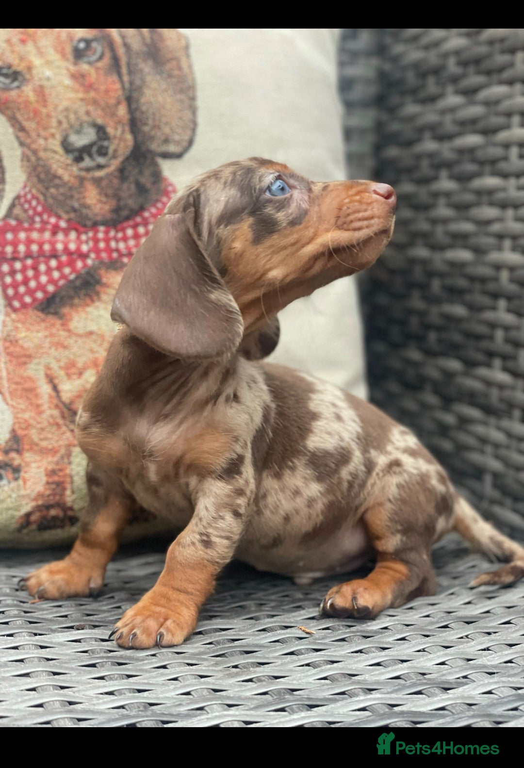 Miniature Dachshund dogs for sale: Mini Dachshunds  - Advert 13