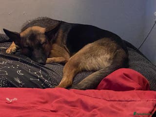 Mixed Breed dogs Sikah is looking for her forever home - Advert 4