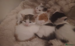 British Shorthair cats for sale: 4 gorgeous girls - Image 5
