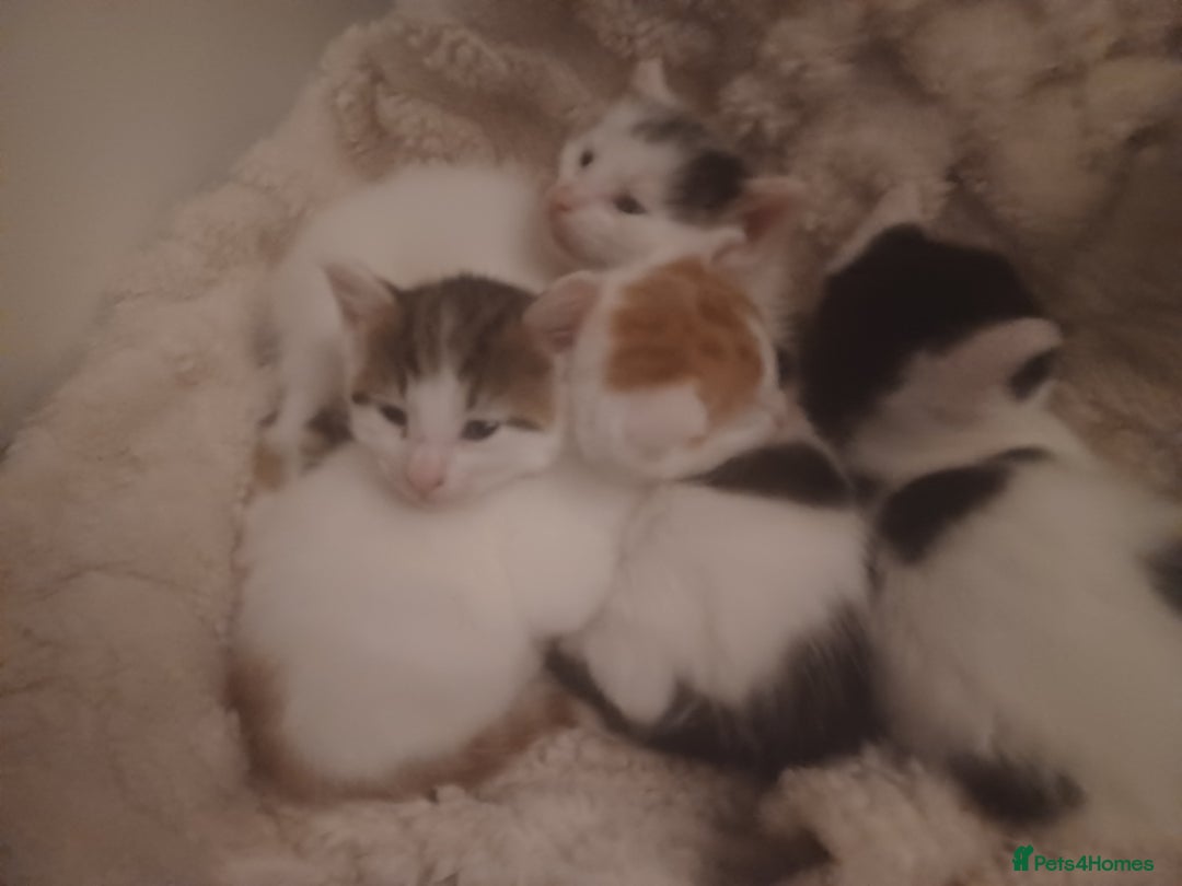 British Shorthair cats for sale: 4 gorgeous girls - Image 5