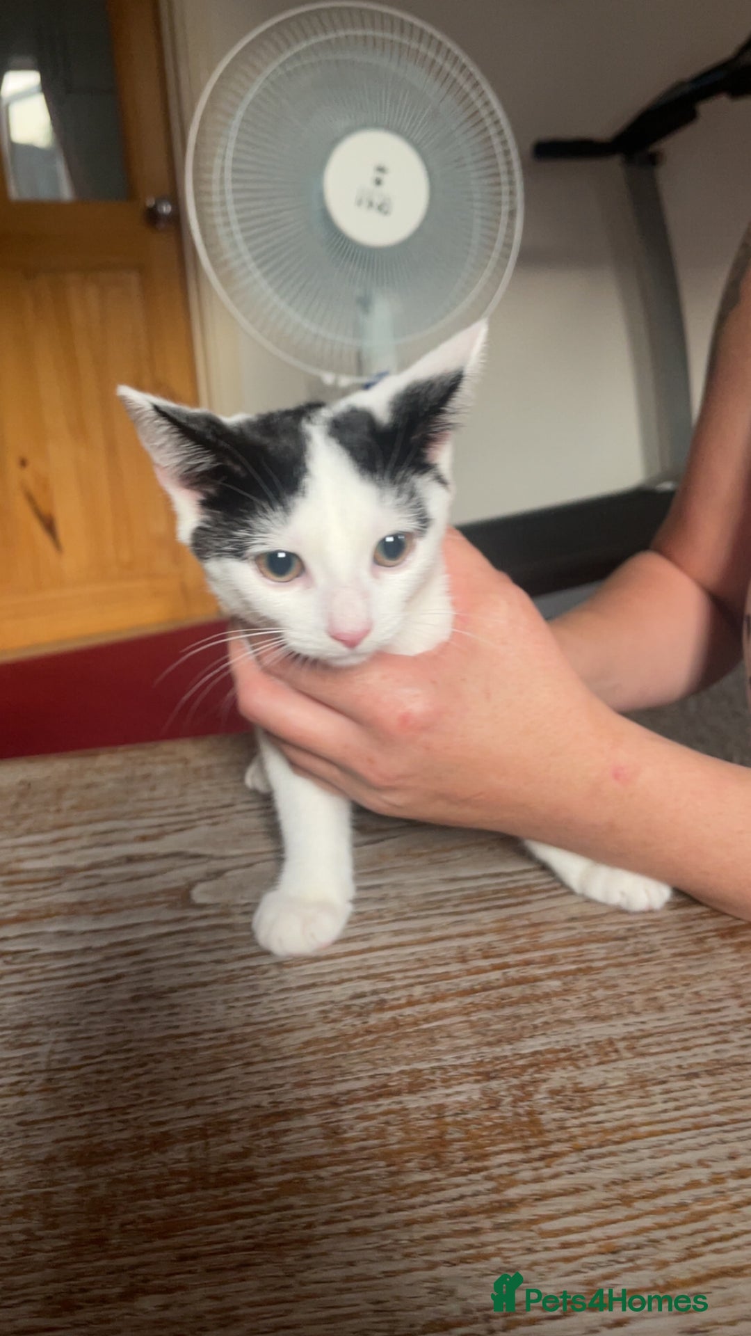 Mixed Breed cats for sale: Kittens for rehome  - Image 2