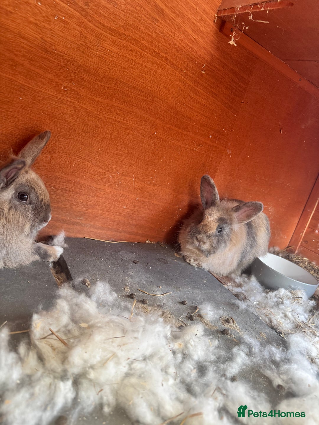 Lionhead rabbits for sale: 2 lion head sisters to rehome  - Image 4