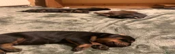 Dobermann dogs for sale: KC Registered Doberman puppies  - Advert 5