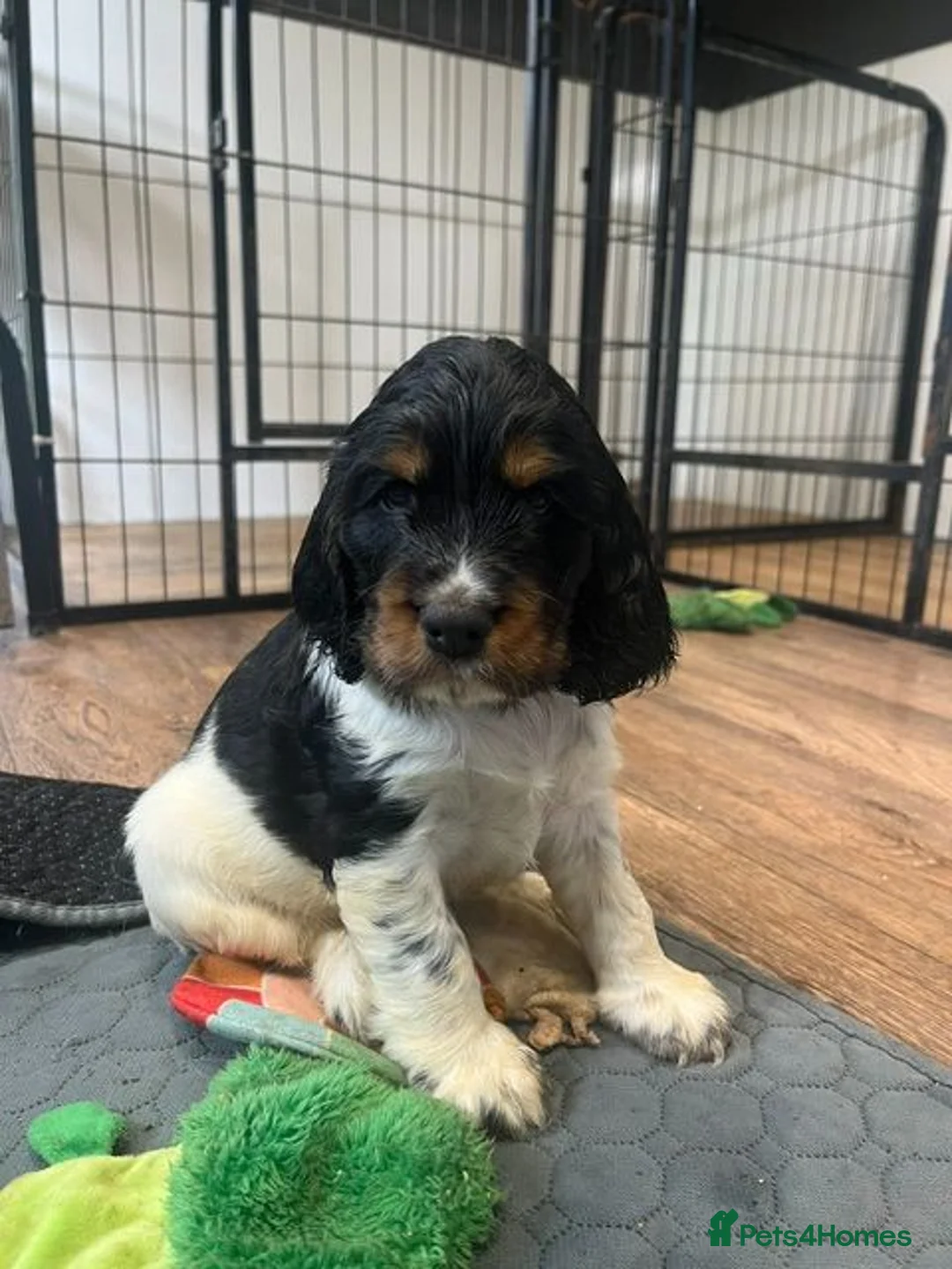 Cocker Spaniel dogs for sale: KC Registered Cocker Spaniel - Advert 2