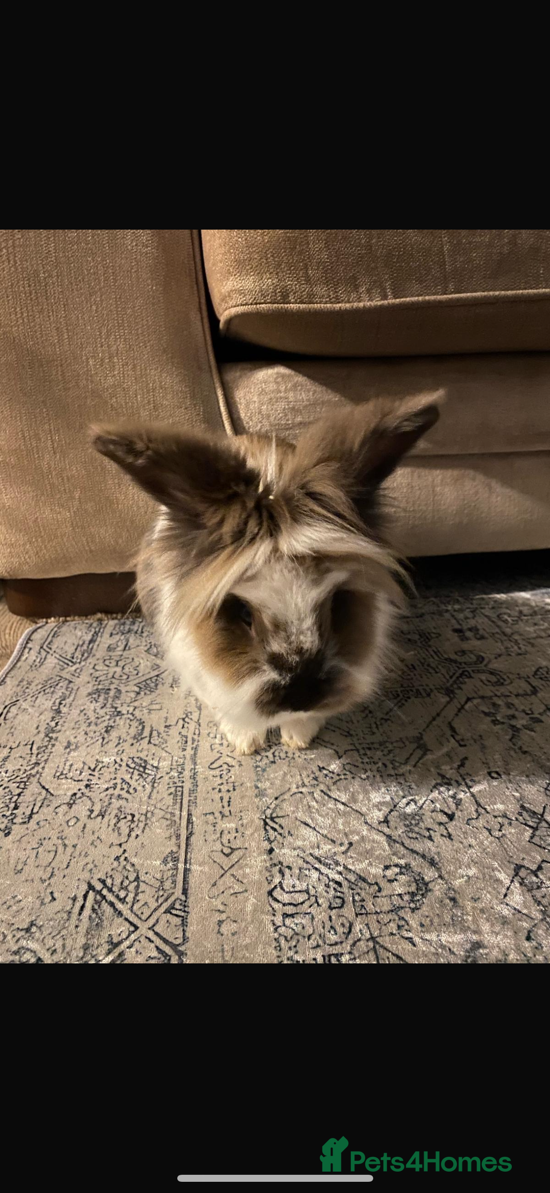 Lionhead rabbits for sale: 1 Male&1 Female lionhead rabbits available. - Image 6