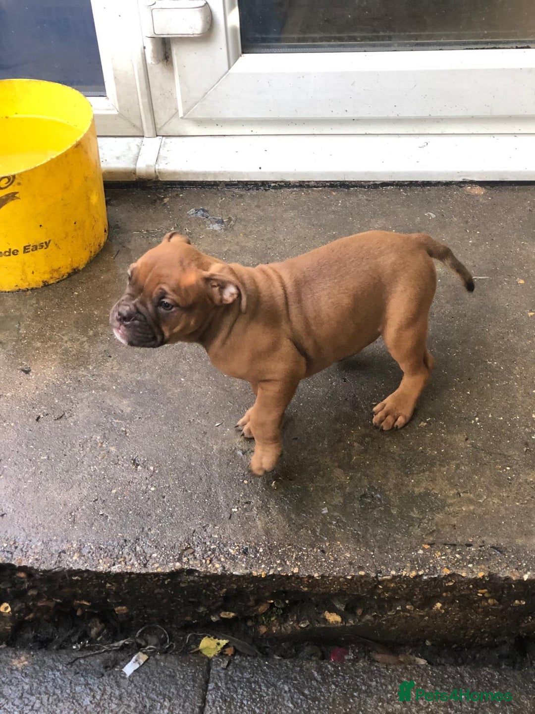 Dorset Olde Tyme Bulldogge dogs for sale: Pups for sale - Image 3