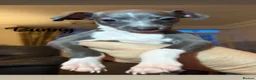Italian Greyhound dogs for sale: 3 Stunning Italian greyhound puppies🐾💙💕  - Advert 4