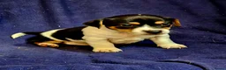 Jack Russell dogs for sale: Beautiful Jack Russell puppies - Advert 10