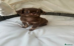 Chihuahua dogs for sale: Beautiful chocolate Chihuahua boys - Image 4