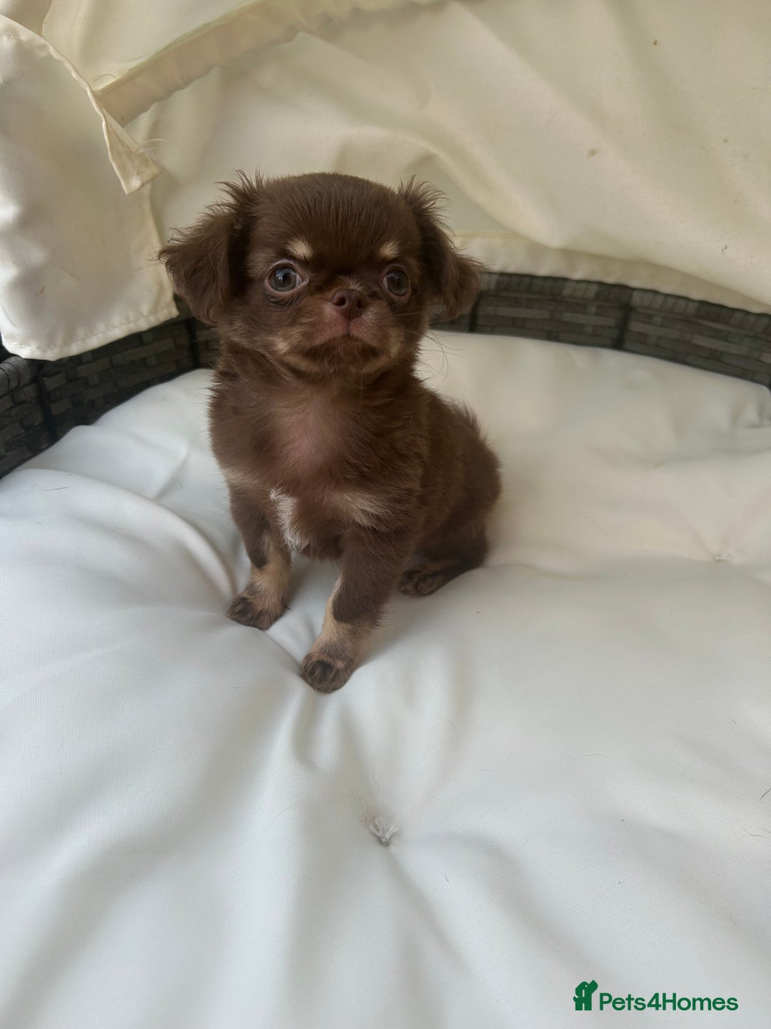 Chihuahua dogs for sale: Beautiful chocolate Chihuahua boys - Image 4