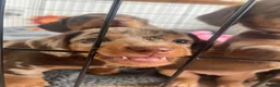 Miniature Dachshund dogs for sale: 4 beautiful miniature dachshunds  - Advert 2