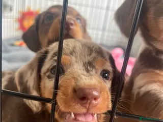 Miniature Dachshund dogs 4 beautiful miniature dachshunds - Advert 6
