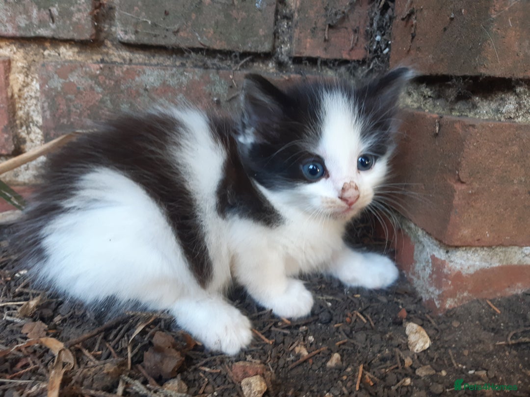 Mixed Breed cats for sale: 6 Kittens Available to take home today 😸  - Image 21