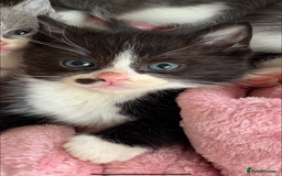 Ragdoll cats for sale: 2 Ragdoll mix kittens  - Image 2