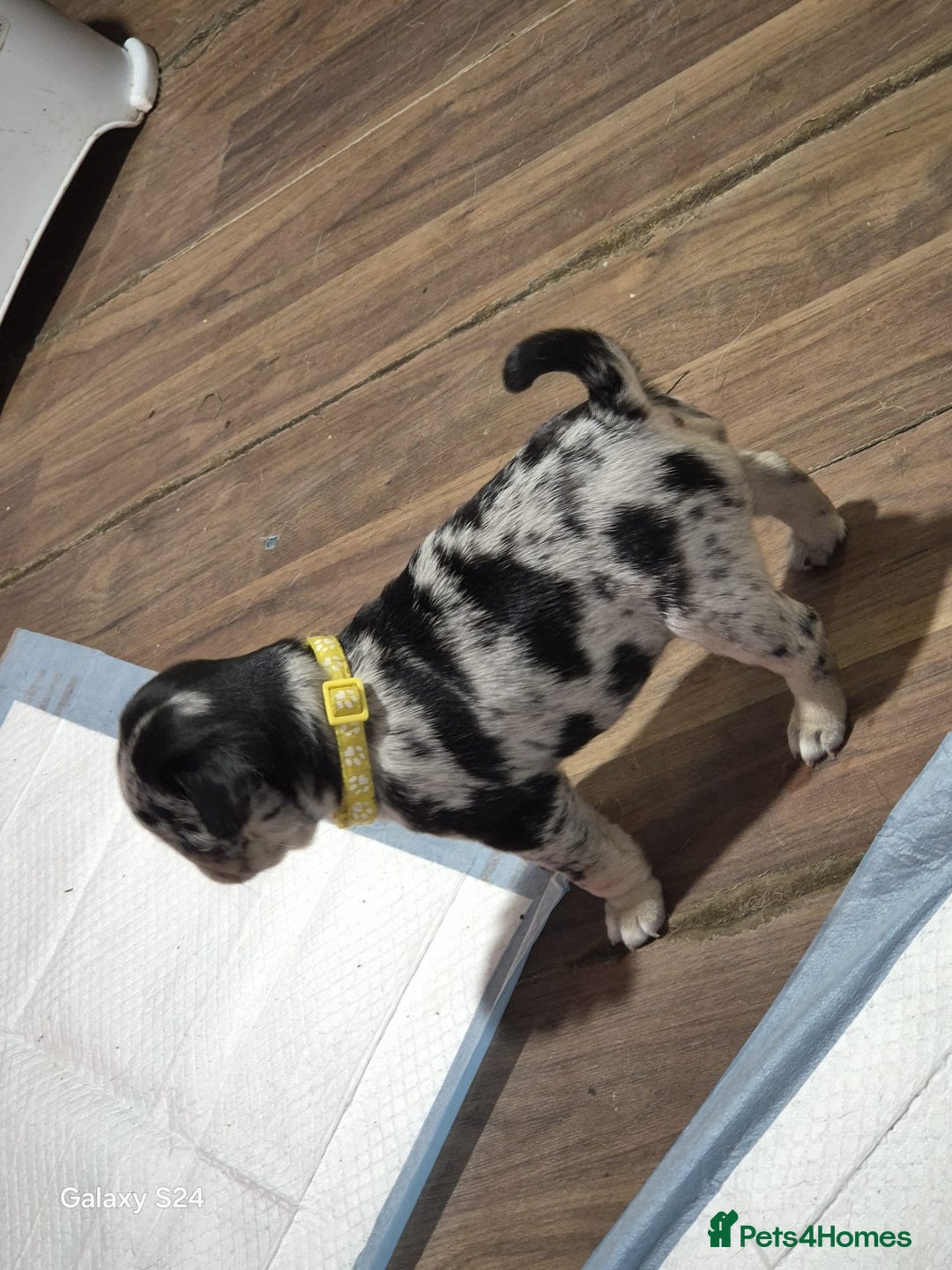 Pug dogs for sale: KC reg Pug puppies  - Advert 21