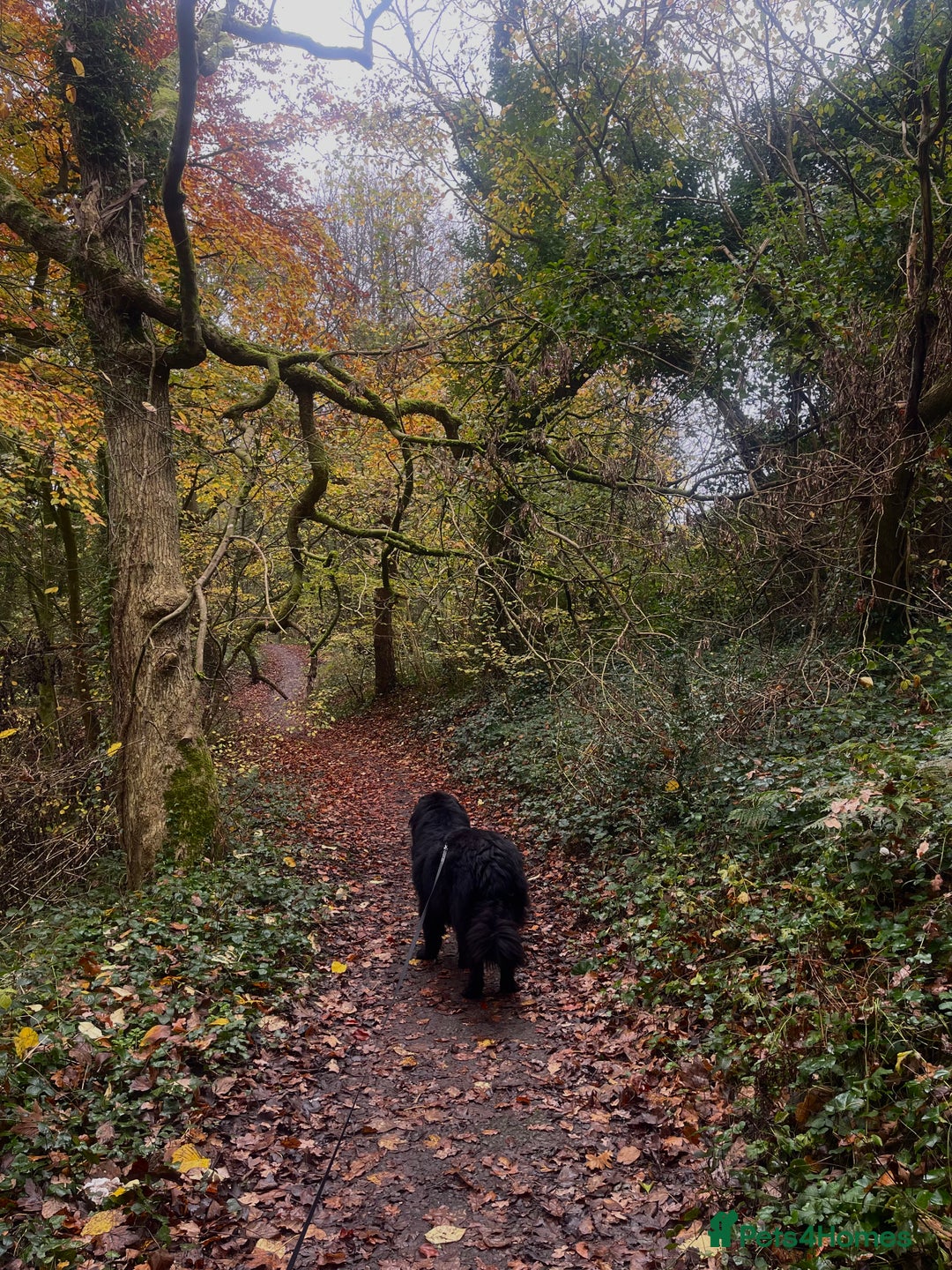 Newfoundland dogs for stud: Newfoundland stud  - Image 4