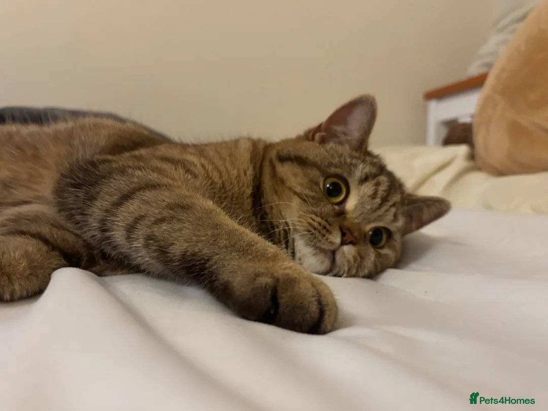 Mixed Breed cats for sale: 1 year old cat - Novi - Advert 2
