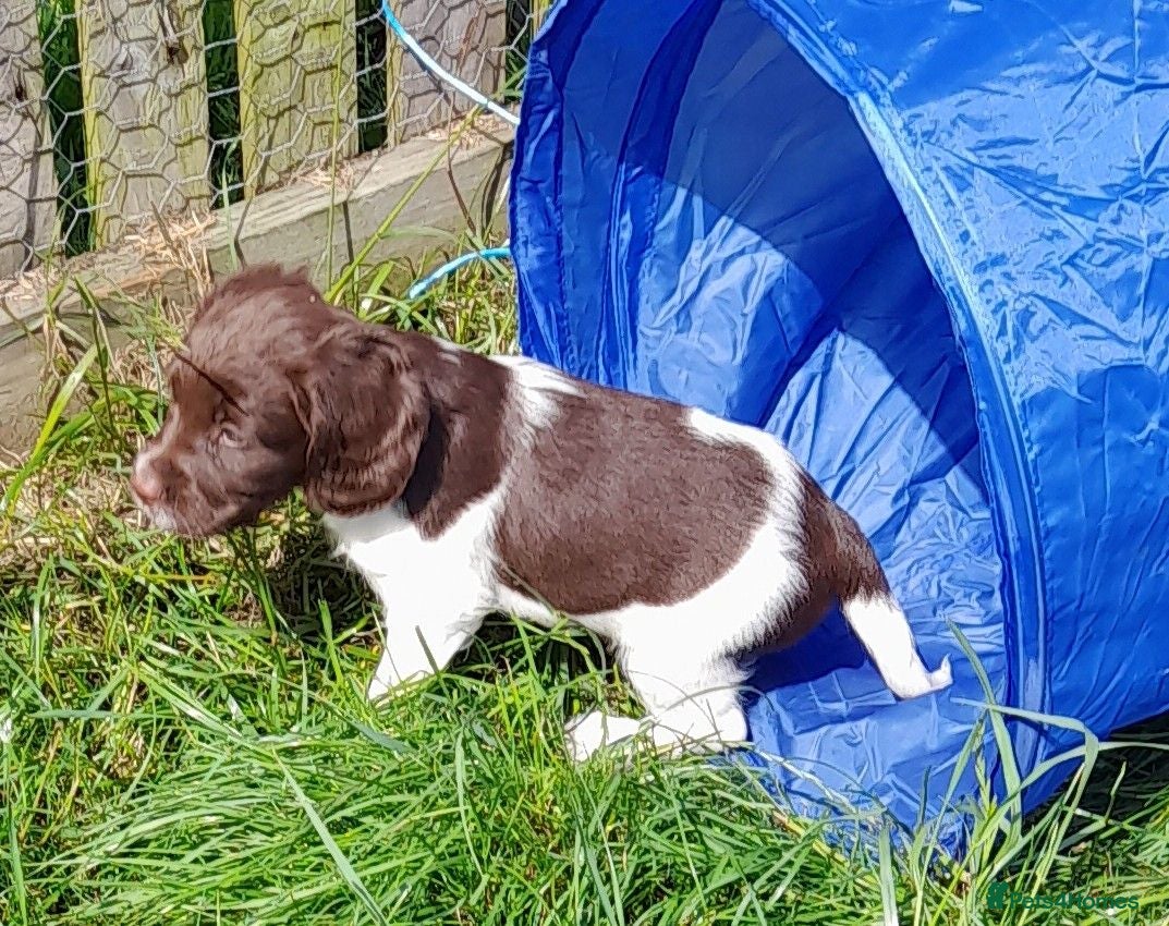 English Springer Spaniel dogs Gorgeous English Springer Spaniels Puppies - Advert 1