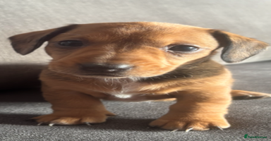 Dachshund dogs - Advert 5
