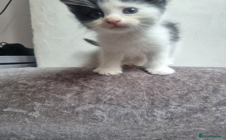 British Shorthair cats - Advert 17