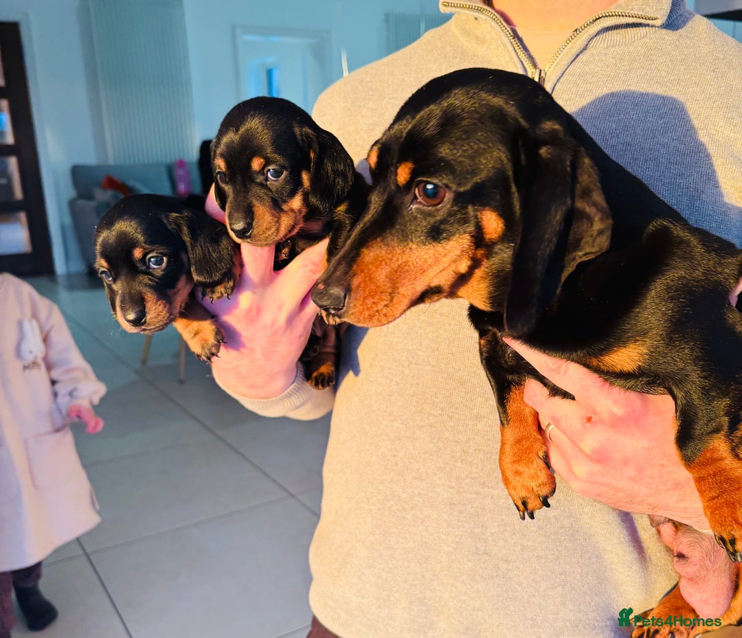 Miniature Dachshund dogs for sale: Miniature dachshund puppies - Advert 4
