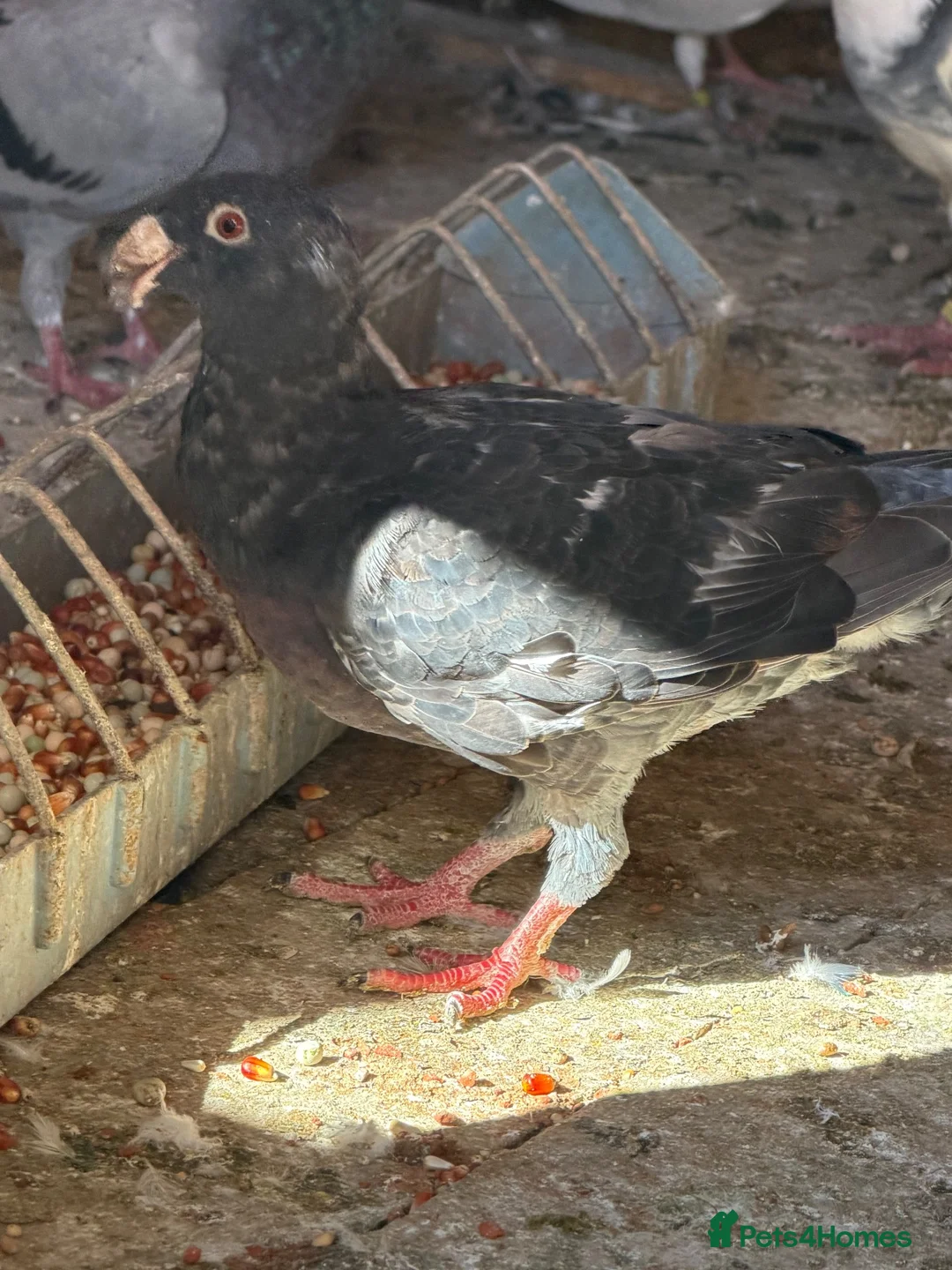 Pigeons birds for sale: German beauty for sale  - Advert 2