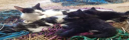 Mixed Breed cats for sale: Friendly Farm Kittens  - Advert 9