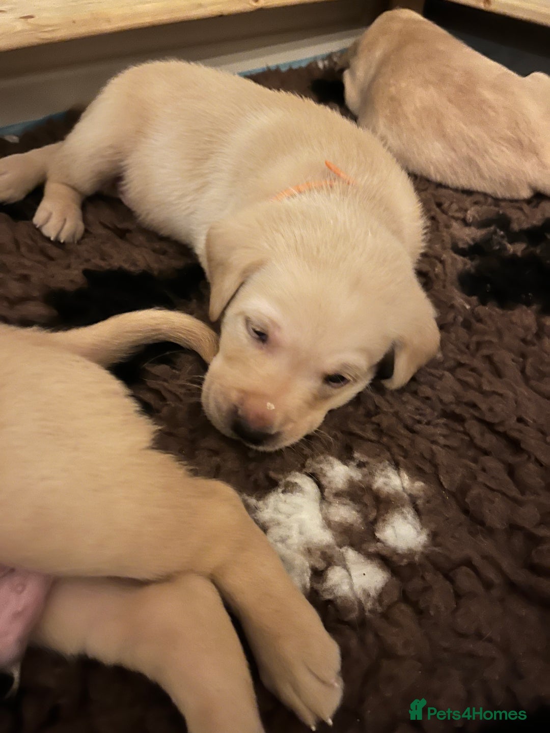 Labrador Retriever dogs for sale: Labrador Retriever Puppies for sale  - Advert 22