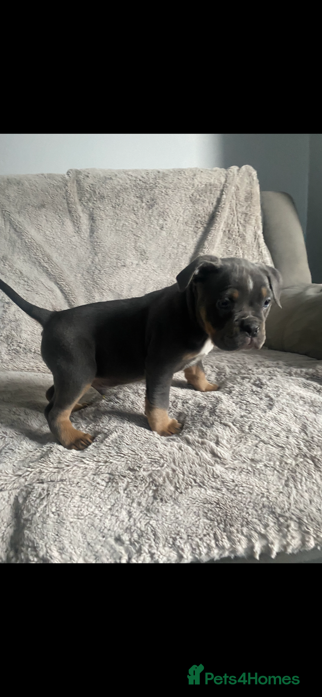 American Bully dogs for sale: POCKET BULLY PUPPYS  - Advert 2