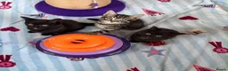 Mixed Breed cats for sale: 5 Beautiful kittens for sale - Advert 24