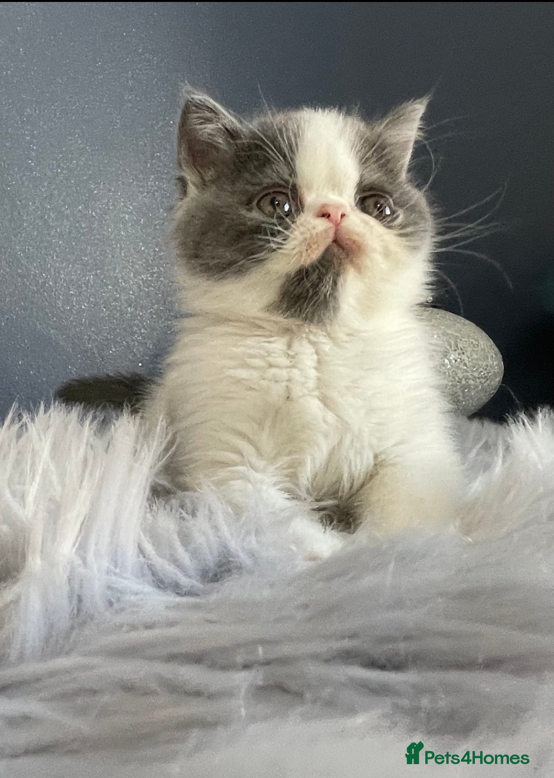 Exotic cats for sale: 🔥GCCF EXOTIC KITTENS READY DECEMBER  **  - Advert 4