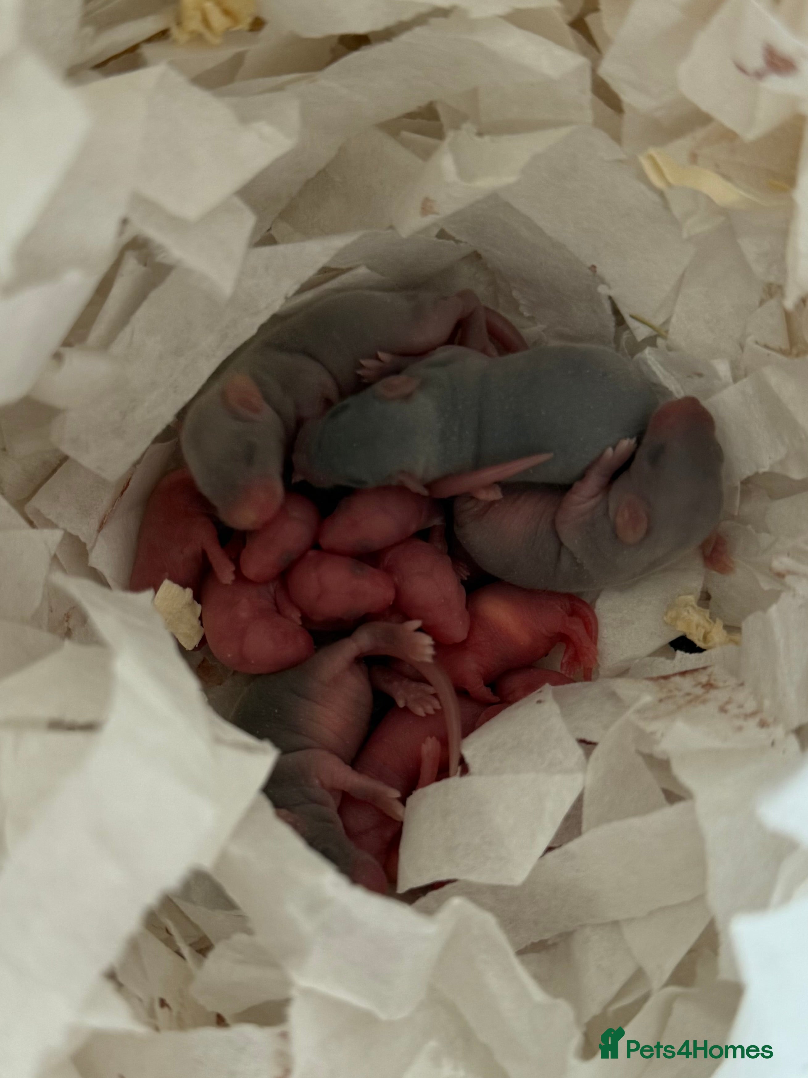 Mouse rodents Ethically Bred Mouse Pups in Oxfordshire  - Advert 1