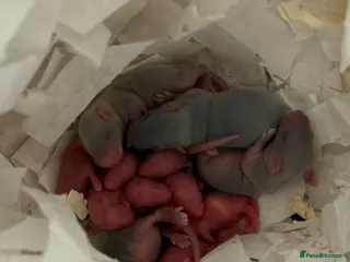 Mouse rodents for sale: Ethically Bred Mouse Pups in Oxfordshire - Advert 2