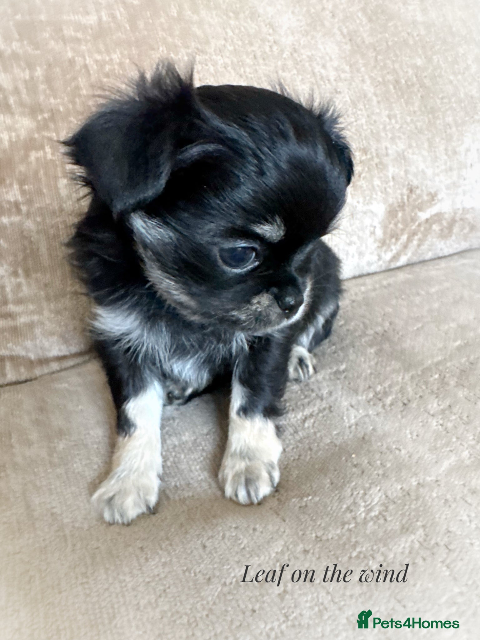 Chihuahua dogs KC quality Tricolor long coat chihuahua boy  - Advert 2