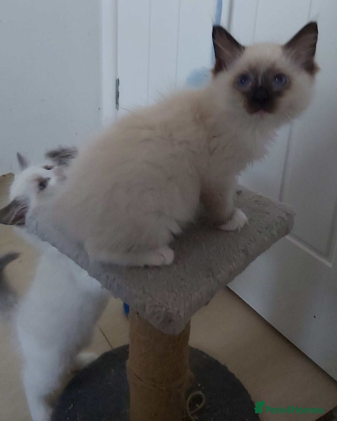Ragdoll cats for sale: RAGDOLL SEAL POINT BLUE EYES READY NOW! - Image 6