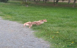 Mixed Breed dogs for sale: Lilac tri Pomchi girl  - Image 1