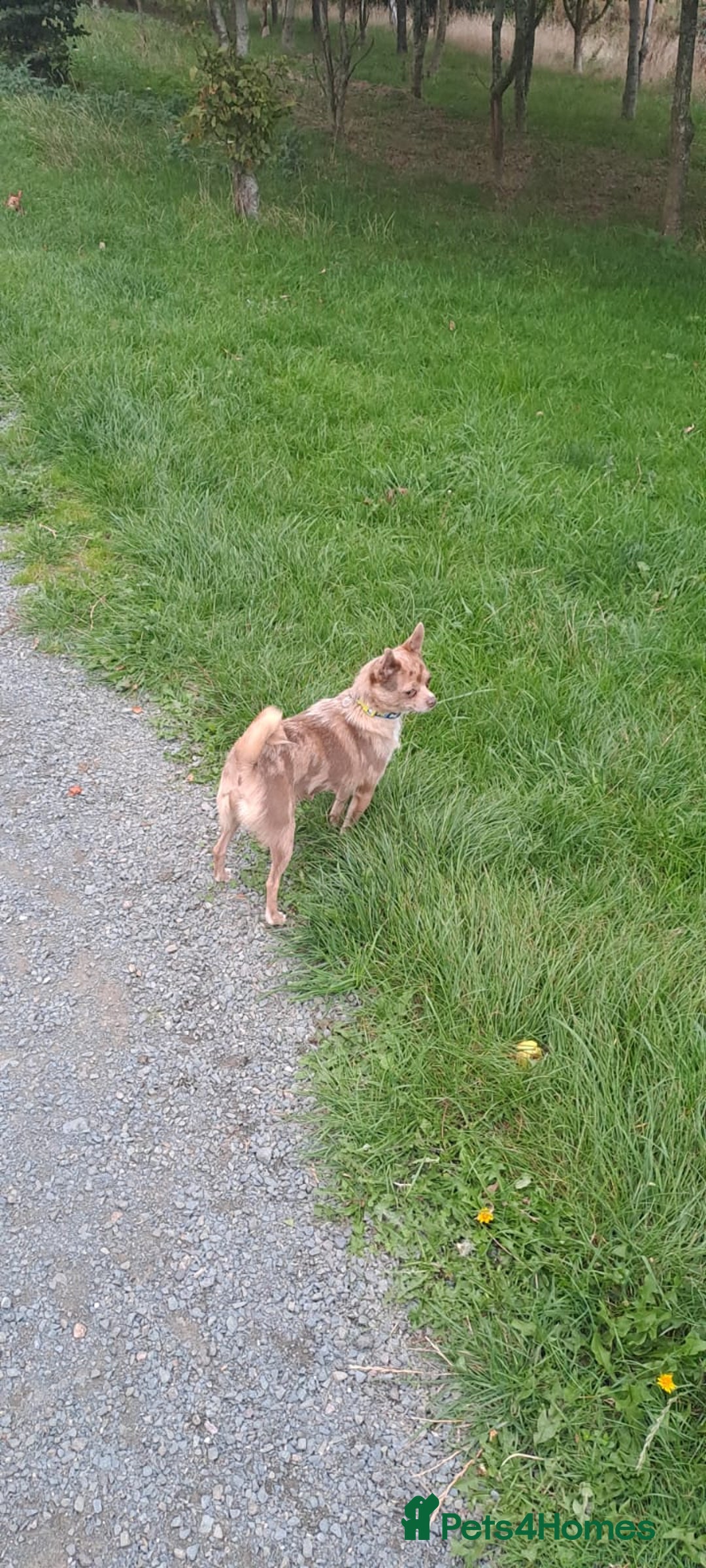 Mixed Breed dogs for sale: Lilac tri Pomchi girl  - Image 1