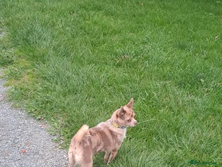 Mixed Breed dogs - Advert 5