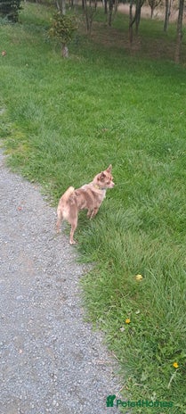 Mixed Breed dogs - Advert 1