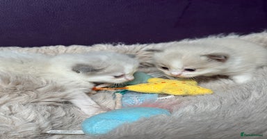 Ragdoll cats - Advert 9