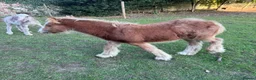 Miniature horses for sale: mini cob boys - Advert 7
