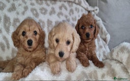 Cavapoo dogs for sale: F1b cavapoo - Image 1