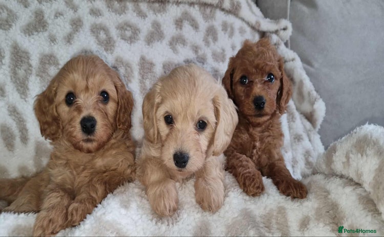Cavapoo dogs - Advert 2